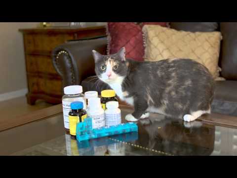 Paws on Safety: 1 Min Pet Clinic - Human Medications Toxic to Pets