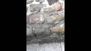 Northern water snake (bite - blood warning)