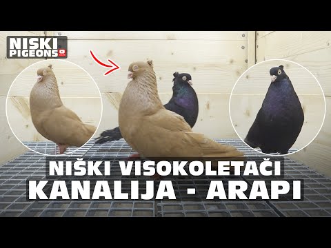 Niski Visokoletaci - A Golden Kanalija for a Black Beauty