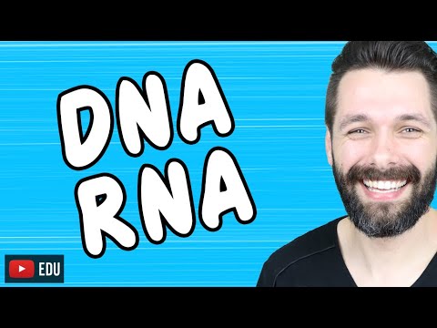 DNA E RNA - ÁCIDOS NUCLEICOS - BIOQUÍMICA | Biologia com Samuel Cunha