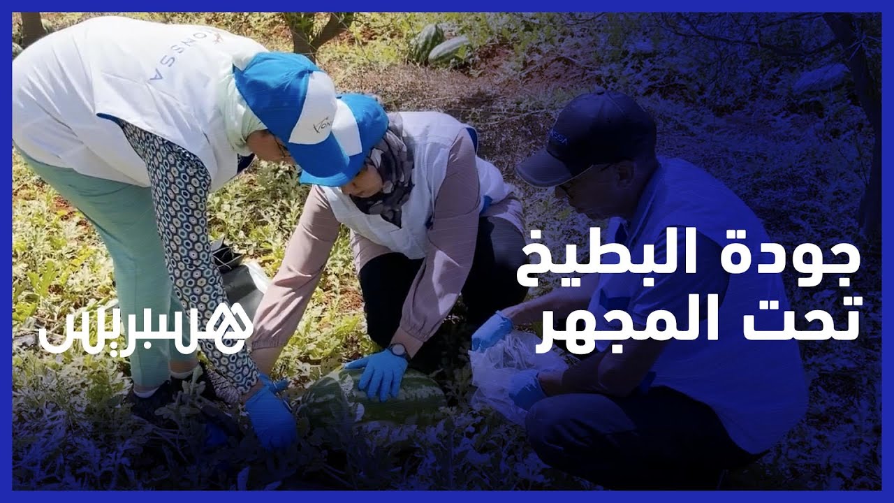 للوقوف على جودته .. مكتب سلامة المنتجات الغذائية يخضع البطيخ إلى المراقبة الصحية الصارمة thumbnail