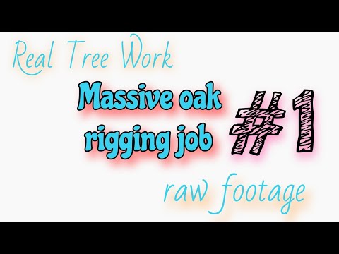 (raw) #1 That one massive live oak rigging job . HUGE TREE. day 1