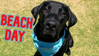 My Dog Goes To The Beach For The First Time!!