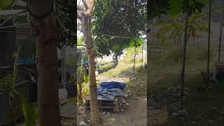 Download lagu Fesban Al Usmaniyah, Teluk Naga Tengerang mp3 Download lagu Fesban Al Usmaniyah, Teluk Naga Tengerang mp3