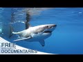 Wild Pacific - The Beauty of Life | Full Documentary