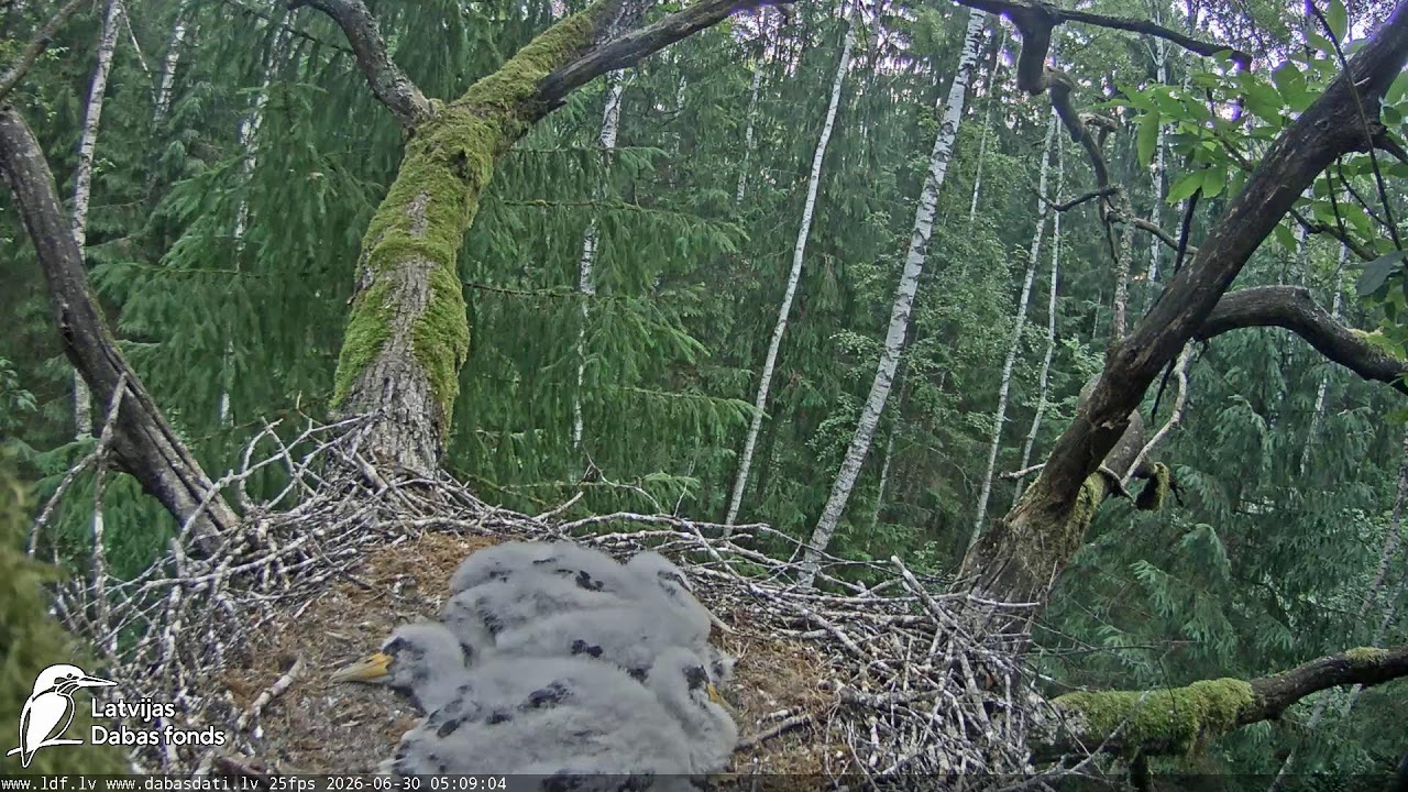 Live webcam view of Black Stork Family Nest Cam