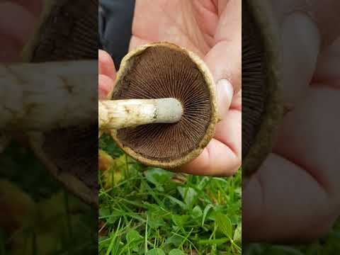 Svamp för alla - Tårspröding, Lacrymaria lacrymabunda