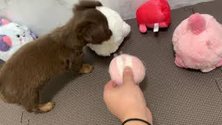 ハーフ犬の動画01