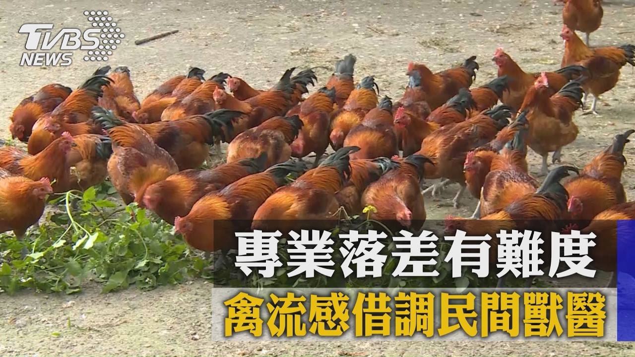 禽流感借調民間獸醫　專業落差有難度