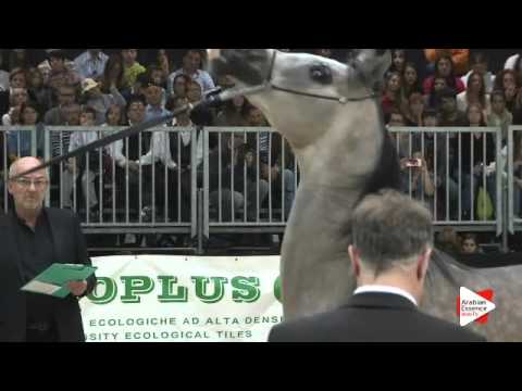 N 150 GENETRIX   Verona 2015   Colts 2 years old Class 4