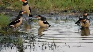 Download lagu BURUNG JALAK UREN DI ALAM LIAR SUNGGUH MEMPESONA,SEMOGA TETAP LESTARI mp3 Download lagu BURUNG JALAK UREN DI ALAM LIAR SUNGGUH MEMPESONA,SEMOGA TETAP LESTARI mp3