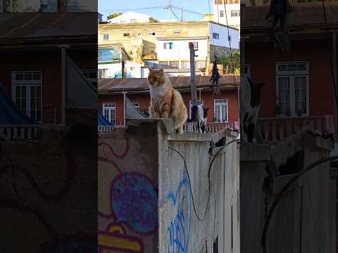 Nos hicimos amigos de unos gatitos aquí en Santo Domingo, Valparaíso 🐈🐱