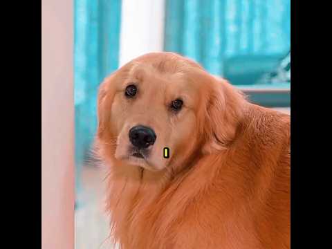 She Treated One Dog Badly 😔 #shorts #pets #goldenretriever