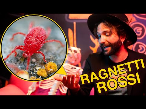 La verità sui RAGNETTI ROSSI