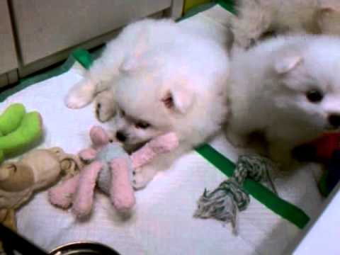 Risha x Tracer Pups ~ 7 weeks at the office