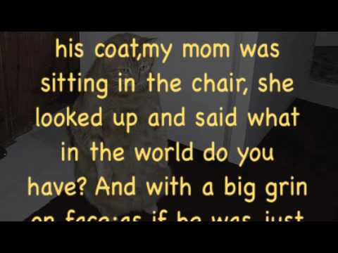 download lagu mp3 mp4 Morris The Cat Single, download mp3 Morris The Cat Single free downloadn, video klip Morris The Cat Single