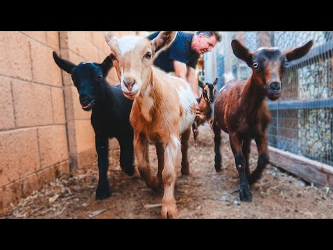 the BABY GOAT TRAINING has begun, some are not happy! (goat farm adventures)