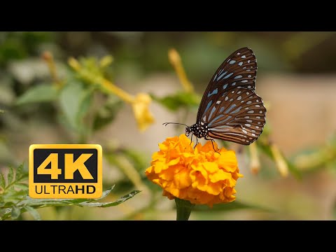 4k video flower garden relaxing music, meditation, sleep, peace