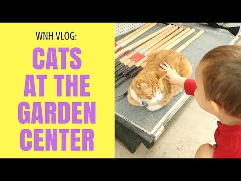 WNH Vlog:  Cats at the Garden Center