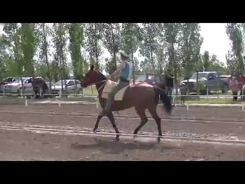 especial de pajarito