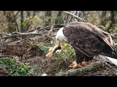 Decorah North Nest. Mr North eats a fish on the nest - explore 10-18-2021