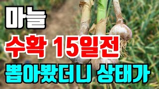 마늘수확 15일전 대박예감 지금 이정도면 보름후면 얼마나 클지 기대됩니다.