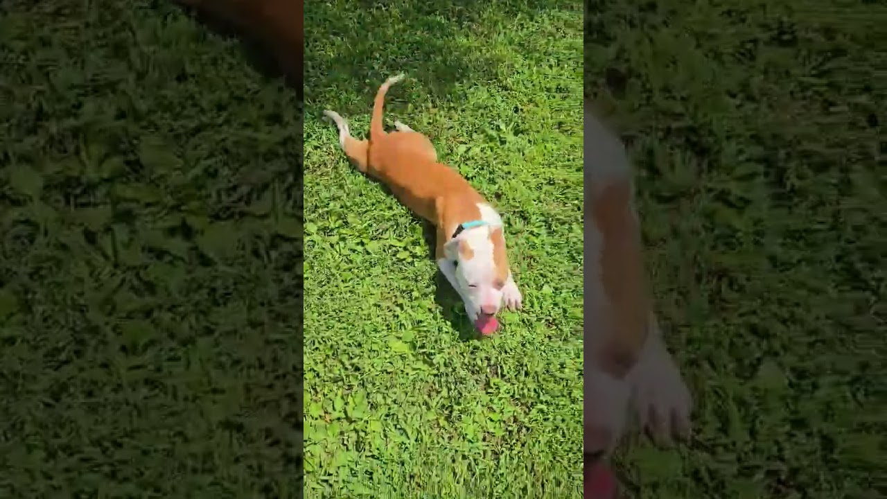 Blanche, a ADOPTABLE Mixed Breed in Point Pleasant, WV video 1/4