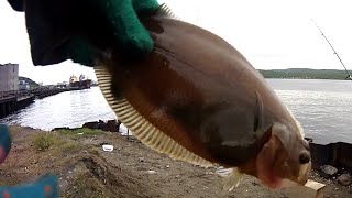 Кольский залив рыбалка притоки