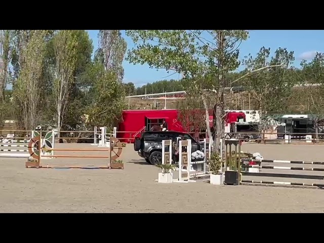Hongre  CSO 8 ans 