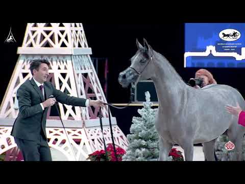 N 17 D BEISAN   World Arabian Horse Championship 2021   PARIS   Yearling Fillies Class 1B