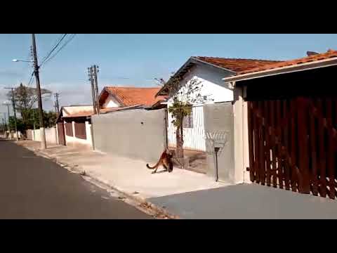 Vídeo mostra onça correndo pelas ruas de Cerqueira César, no interior de São Paulo