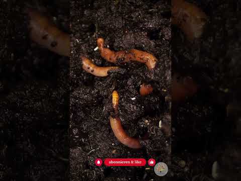 Laub clever nutzen: 3 Regeln für sichere Wege & gesunde Beete