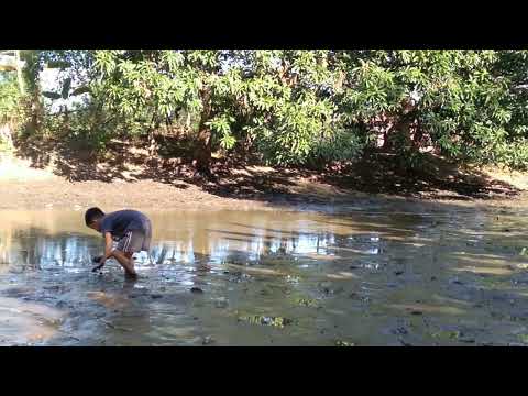 PAGPAPATUYO NG FISHPOND/ KURYENTE PANGHULI NG EEL AT BULIG