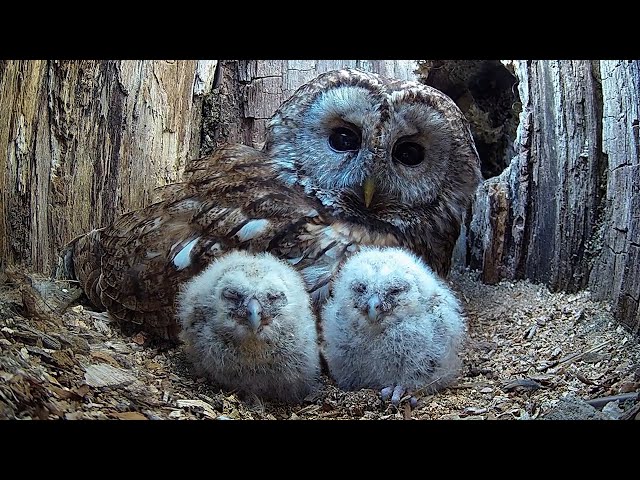 Wild Tawny Owls Adopt 6 Orphaned Owlets | Full Story | Luna & Bomber | Robert E Fuller SDDEFAULT Thumbnail