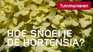 Hortensia snoeien op drie manieren | Tuinmanieren