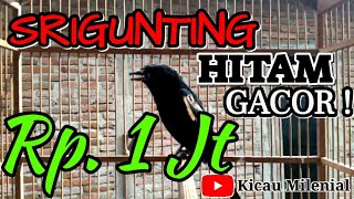 Download lagu Srigunting Hitam GACOR mp3 Download lagu Srigunting Hitam GACOR mp3