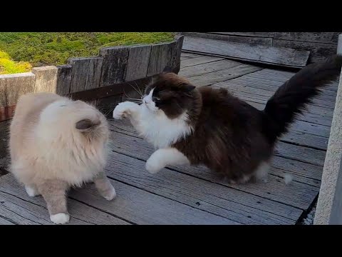 Cat Fight In Slow Motion - Funny Compilation