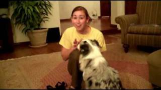 How To Stop Dog From Barking When Doorbell Rings