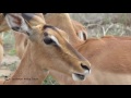 Woza Africa Series
