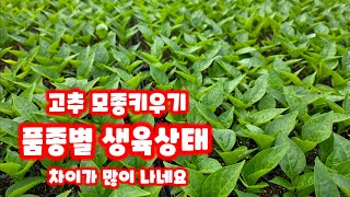 고추 파종 37일 가식22일 괴산 청결고추 육묘장 충북 괴산 풀뿌리농장 자연특별시괴산 자연울림 [고추재배방법…