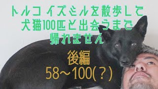トルコで犬猫100匹出会えるまで帰れません後編！只今57匹！