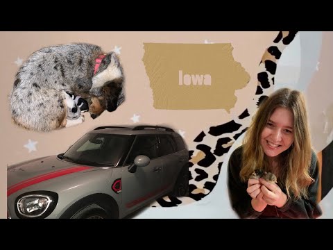 Roadtrip, Puppies, and Chicks #vloggie 1