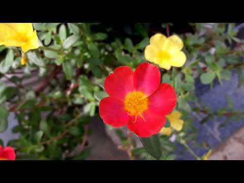 Amazing Colors of Spring Flowers and Fall Leaves -- Nature Relax Video with Nature.....