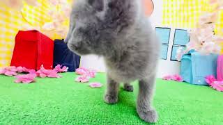 ロシアンブルーの動画01