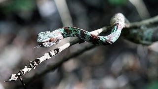 preview picture of video 'PIT VIPER Tropidolaemus laticinctus in mid-slough - Tangkoko, Sulawesi'