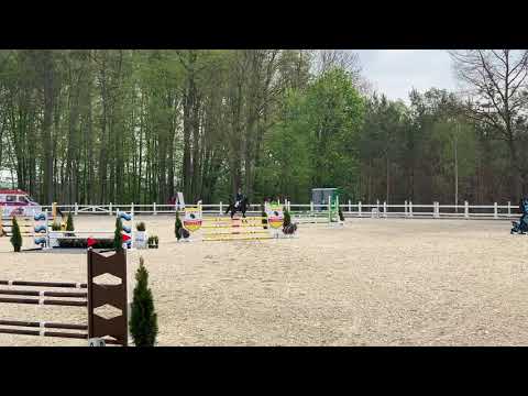 Marco Polo, 6 yr old stallion, holst. (Mylord Carthago/Esteban/Landgraf).