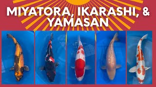 Koi Auction LIVE FROM JAPAN Simulcast - See Description