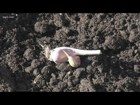 , title : '2 the Garden: Planting garlic before winter'
