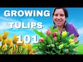 A Beginner's Guide to Growing Tulips in Zone 8B