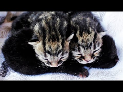 Newborn kittens love to cuddle together l CrazyCatish